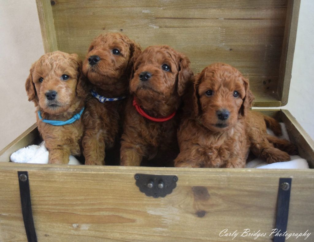 4 weeks old - males group shoot