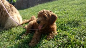 Pippa in Grass