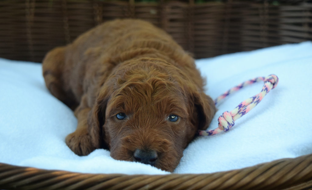 White Collar Girl 2 week old