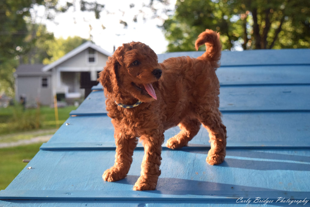 Puppy A-Frame