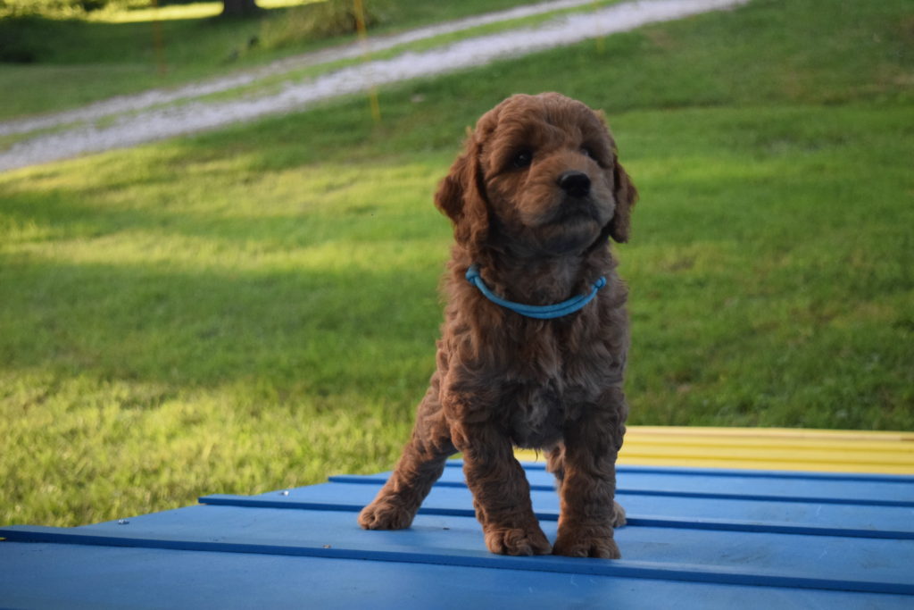 Blue Boy A-Frame