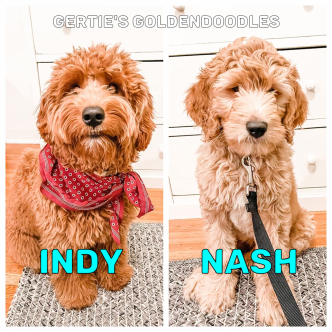 Indy & Nash