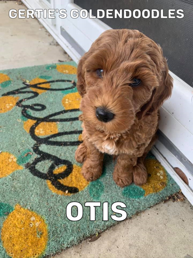 Otis 3