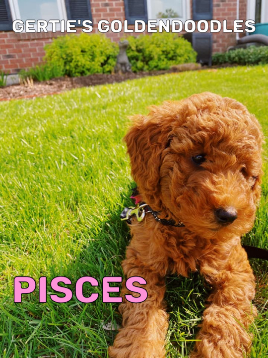 Pisces 3