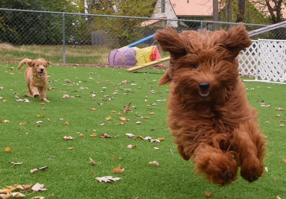 Gertie Goldendoodle Running with Pup