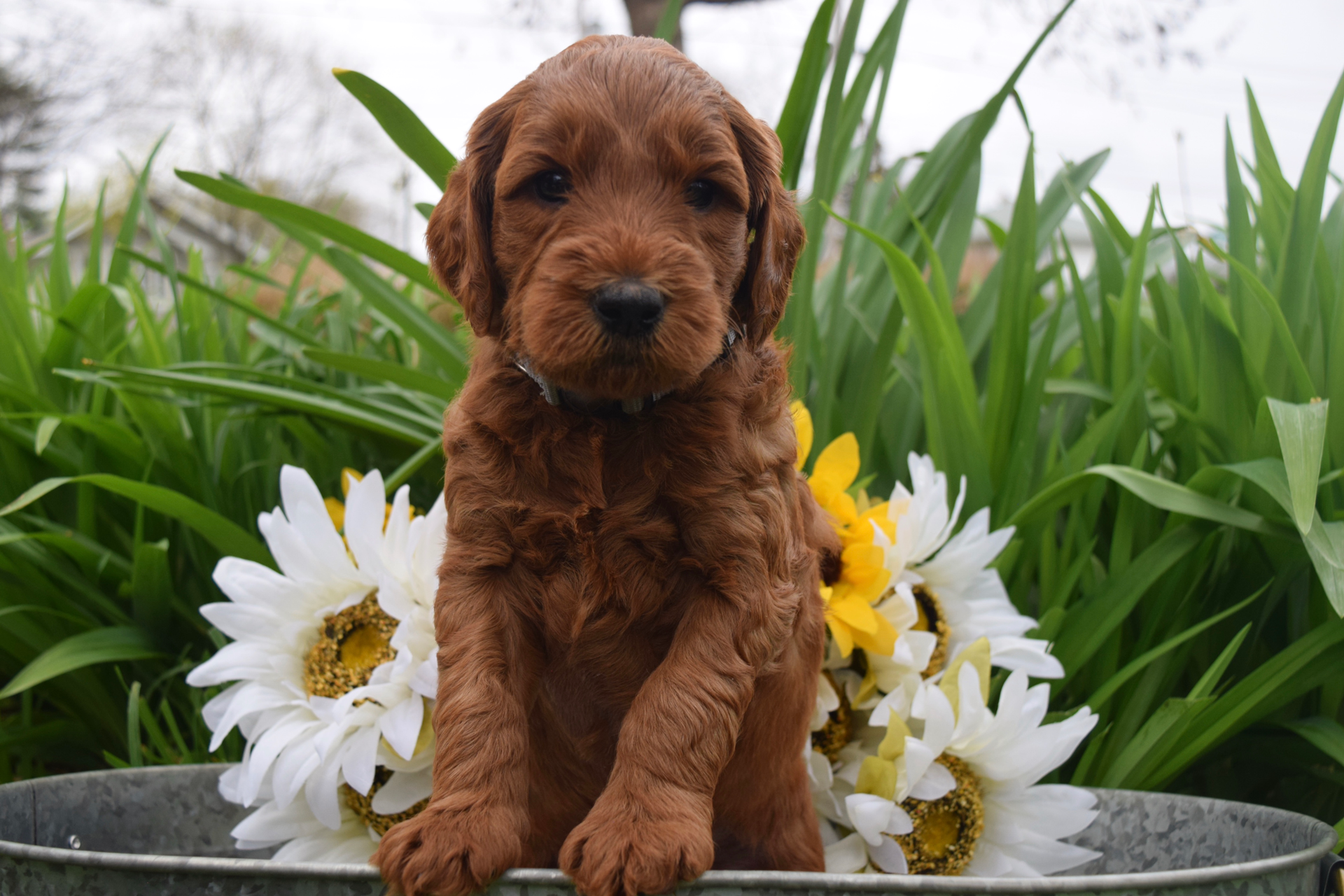 Gertie Goldendoodle Puppy