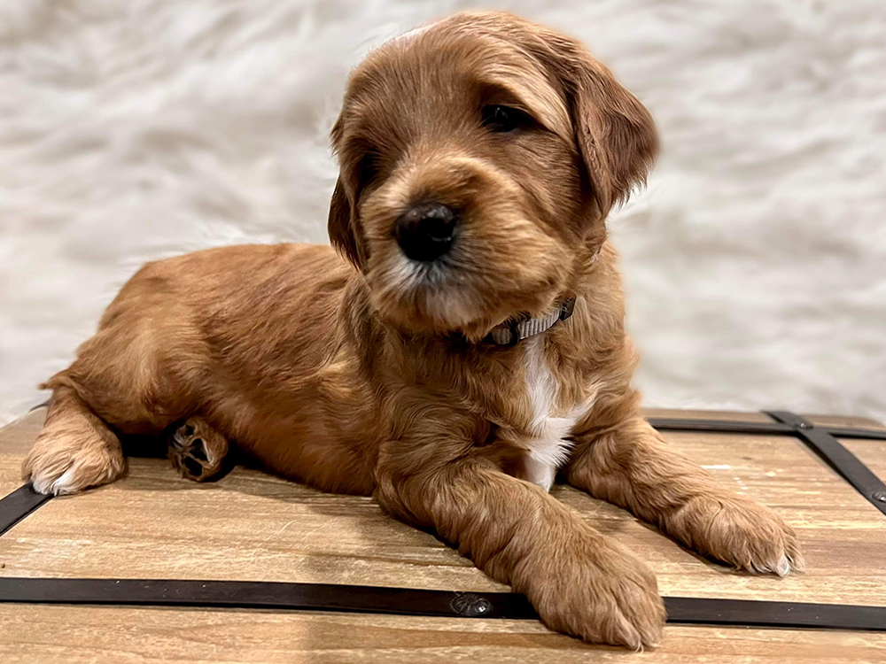 Goldendoodle Puppy