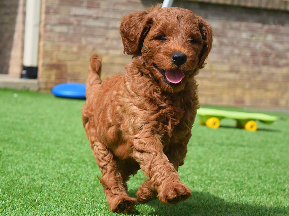 Goldendoodle Puppy