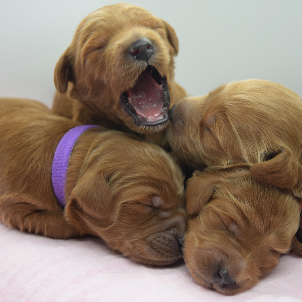 Goldendoodle Puppy Health Warranty