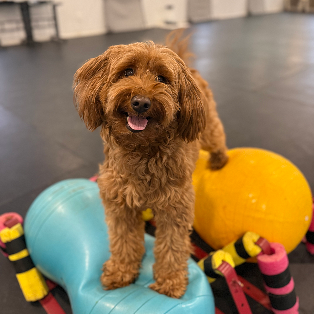 Goldendoodle Puppy Training